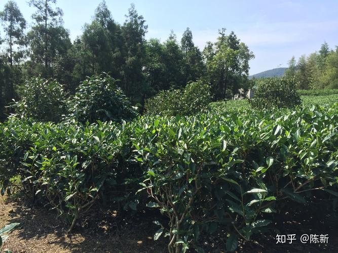 我家的茶叶田边上邻居家种植树影响我家茶叶产量让他把树砍伐掉他不