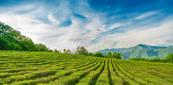早晨风茶叶种植园惊人的风景观背景