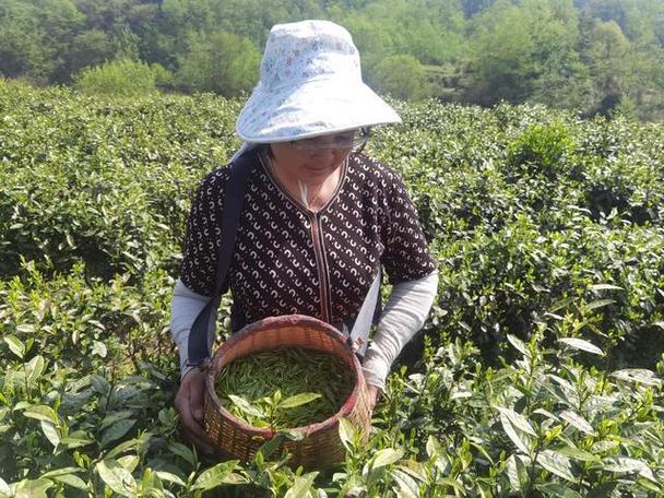 观山湖区神鹊茶场:深耕"黔茶"产业 助力乡村振兴|茶叶|茶树|种植|茶