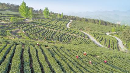 茶叶香菇柑橘挤进海外细分市场 十堰农产品出口去年增长49.6%
