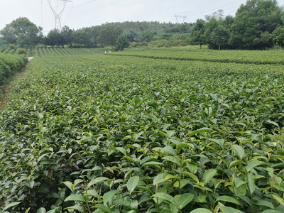 伊昌迅茶叶种植基地揭牌-打造英九州系列生态农产品