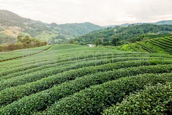 绿茶种植园的景观
