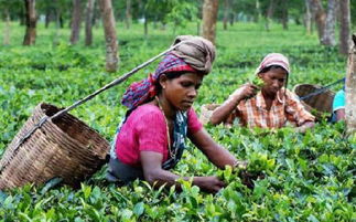 印媒 从种茶到卖茶 印度茶产业需从中国取经 图